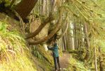PICTURES/Sol Duc - Ancient Groves/t_Sharon & Great Tree2.JPG
